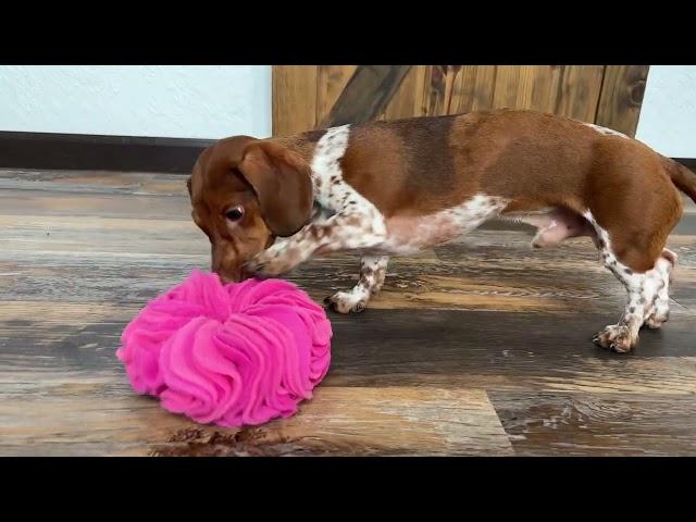 Hound Hugger DIY Donut Snuffle Toy