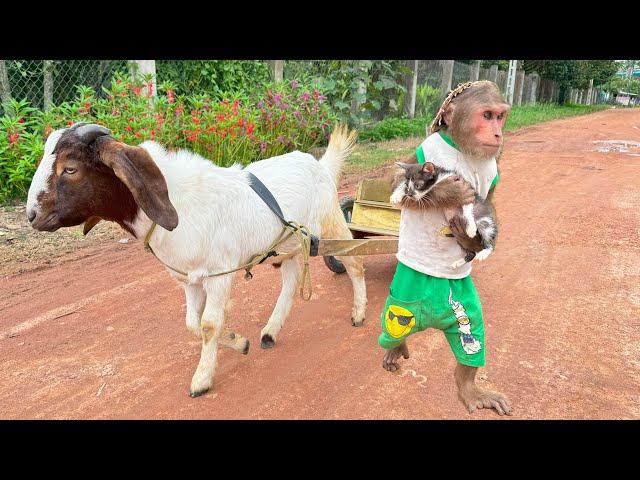 Farmer CUTIS harvests bananas to get money to rescue kittens