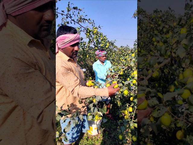 Watch & Enjoy: Incredible Farmers Harvesting Apple Ber or আপেল কুল #shorts