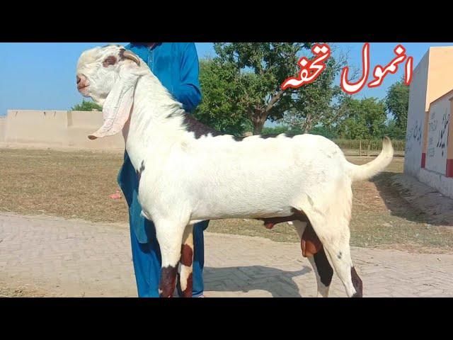 top quality ke breeder Bakray Ajmal TV Hasilpur