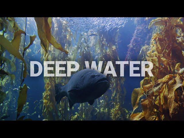 Deeply Restful Kelp Forest | Underwater sounds and beautiful visuals | fish and sharks!