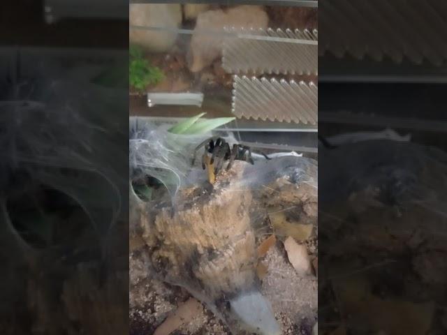 chromatapelma Cyaneopubecense (Green Bottle Blue) sling having dinner