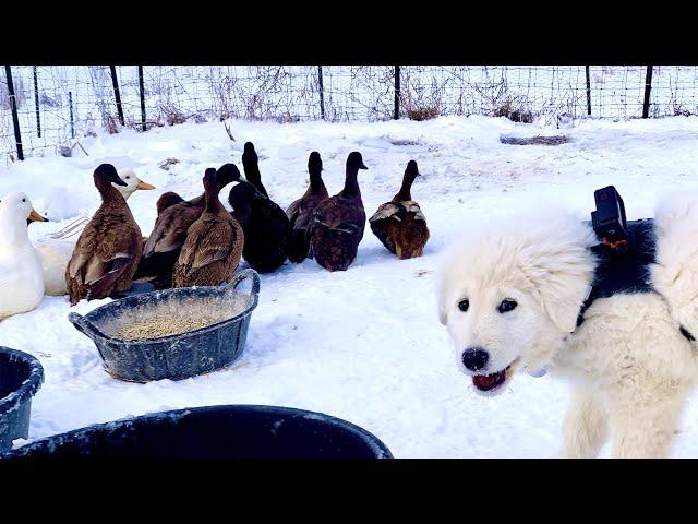 My Farm Dog Shot This Video (Puppy and Ducks)
