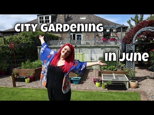 Growing Fruit & Veg in a City Garden - June Garden Update / MoggyBoxCraft