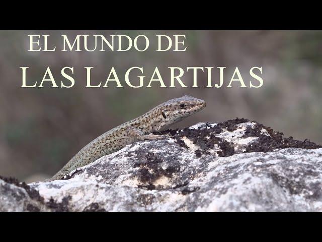 Episodio vigesimo sexto : El mundo de las lagartijas