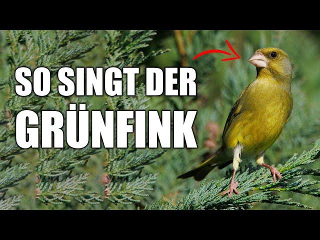 Grünfink - Vogelstimmen lernen