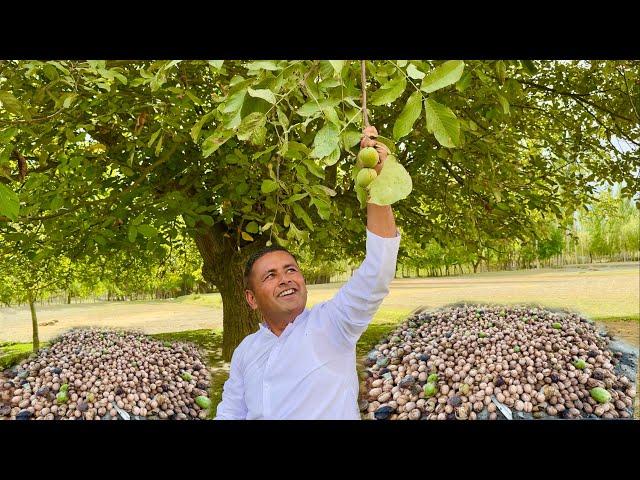 Harvesting Walnuts | Akhrot Ki Chutney | Make the Best Walnut Sauce | Village Food Secrets