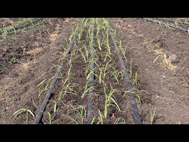 Transplanting our huge onion  farm in Kenya| onion farming