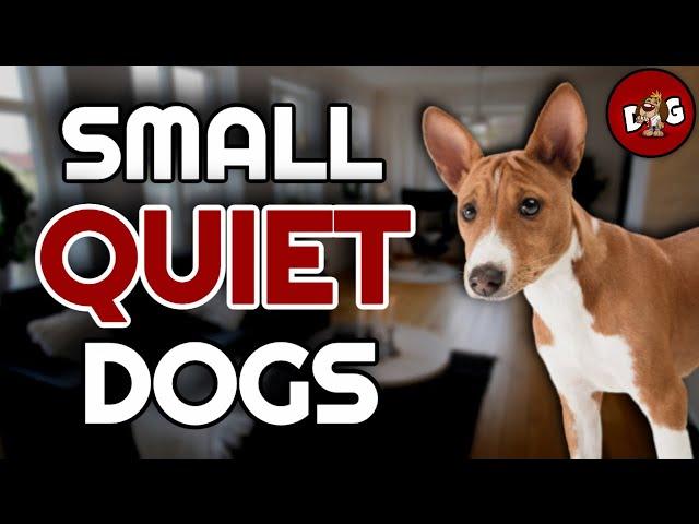 Top 10 Small Dog Breeds That Don't Bark... Much 