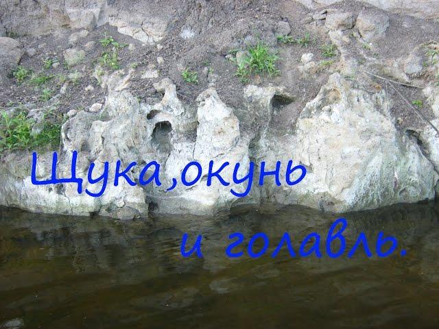 Щука,окунь и голавль.