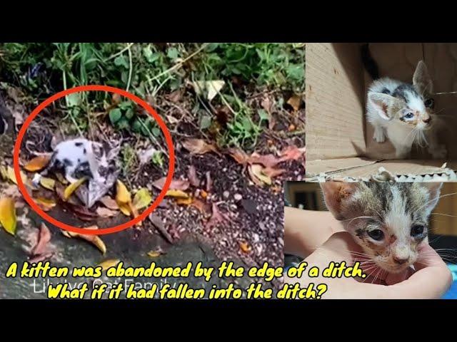 A kitten was abandoned by the edge of a ditch. What if it had fallen into the ditch?@lilyivo