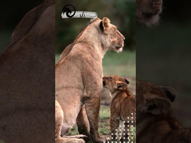 Lion | Lion family Love #shortsfeed #shorts #shortvideo