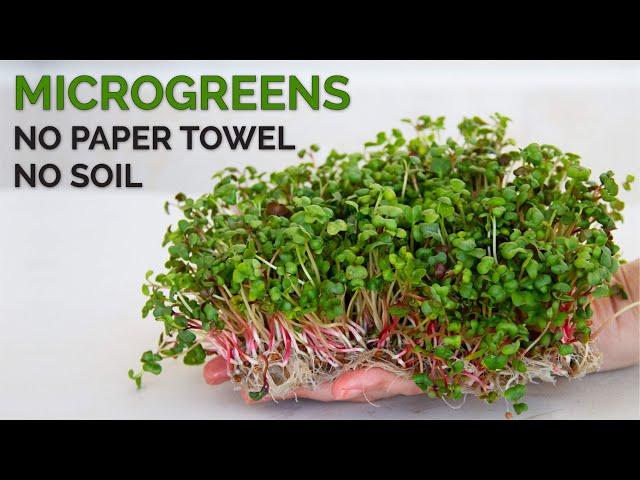 How to grow microgreens without soil | Hydroponic method