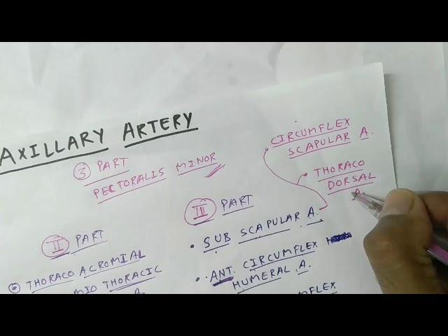 Axillary Artery Branche's | Upper Limb Anatomy | TCML