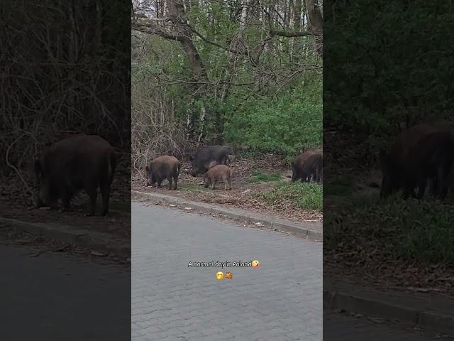    #boar #poland #kraków #filipiny #shortvideo #filipiny #challenge #wildpigs