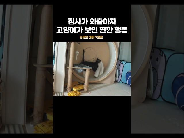 집사 없이 캣휠 타는 법ㅠ