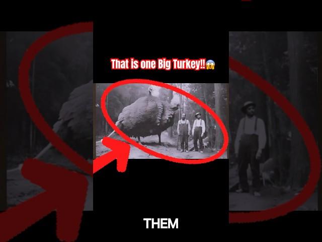 Top 5 Giant creatures!                             The Titans Have Returned! 