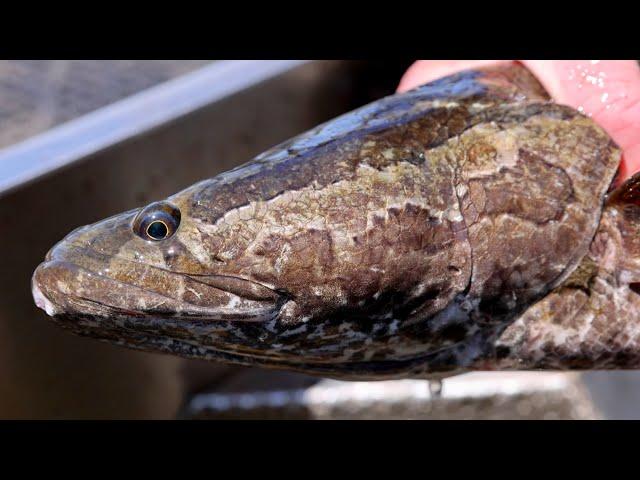 Invasive northern snakehead, “Frankenfish” continues its spread in N.J.