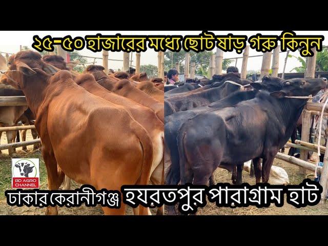 80- ২৫-৫০ হাজারের মধ্যে ছোট ষাড় গরু কিনুন॥ঢাকার হযরতপুর গরুর হাট ২০২২।hazratpur gorur haat 2022