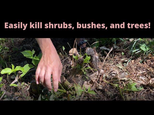 How to kill shrubs, bushes and trees the easy way |Flower Fanatic