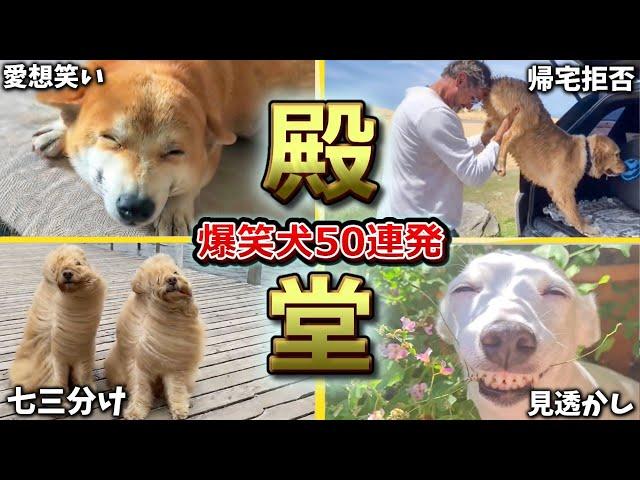 【殿堂入りおもしろ犬】ツッコミどころ満載なおもしろ犬動画50連発！Part1（鳴き声、しゃべる、子犬、かわいい、面白い、吠える）