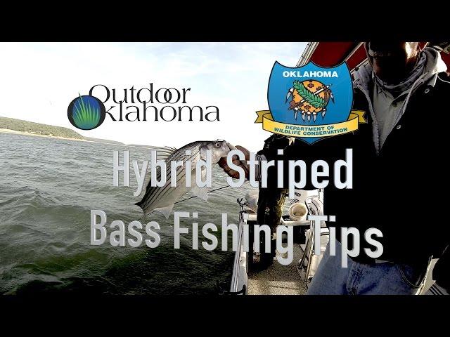 Hybrid Striped Bass Fishing Tips extra (Carolina Rig, Fish Cleaning)