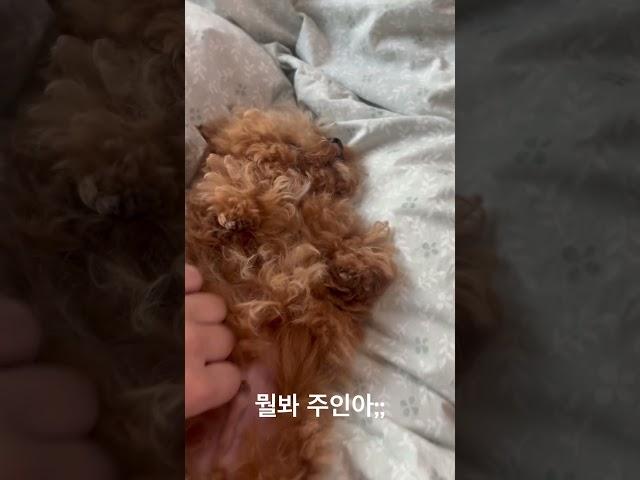 알콩아 째려보지 말아져… #강아지브이로그 #강아지유튜브 #강아지일상 #타이니푸들