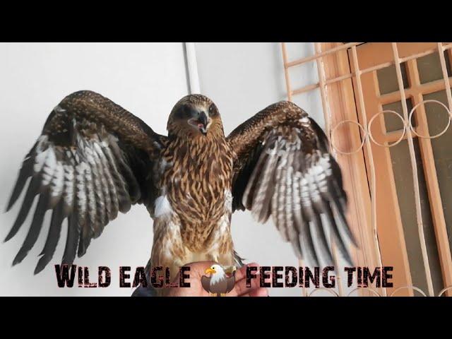 Wild Eagle April 30, 2021