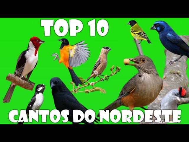 OS MAIS BONITOS CANTOS DE PÁSSAROS DO NORDESTE / TOP 10