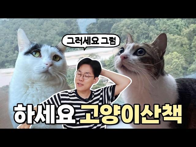 고양이 산책해도 됩니다 단, 이 영상은 꼭 보세요!