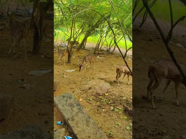 Beautiful Deer in Arunachalam #short #Veni Wonders