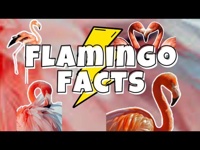 Five Fun Facts about Flamingos