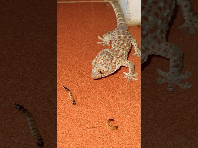 Tắc kè săn sâu gạo #bebek #iguana #kucing #animals #tắc_kè #gecko #tokek