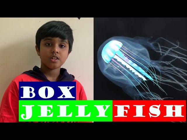 #Box Jellyfish #Which is the most Dangerous SEA Creatures #Box Jellyfish danger to humans #Sea wasp