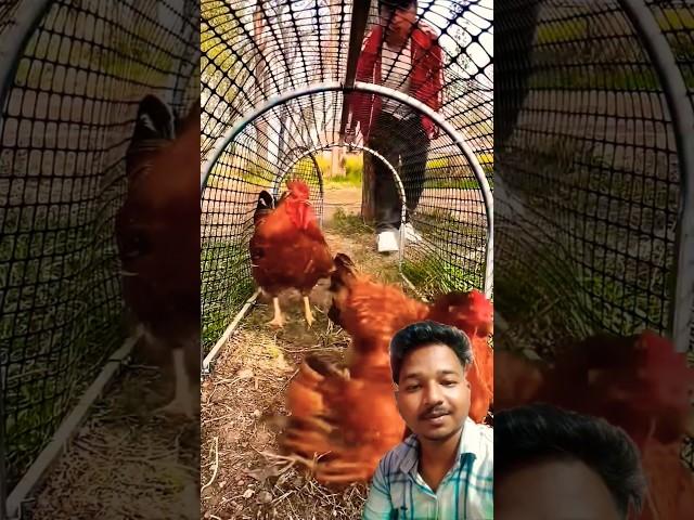 Chicken farming idea #farm #animals #farming #prajapati #tech #chiken #farmer #caze #ideas