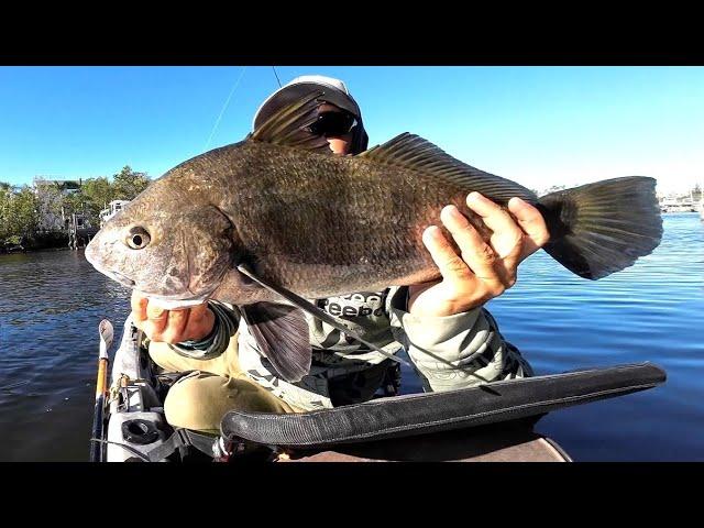 Casting BIG Bait For MONSTERS at Apollo Beach