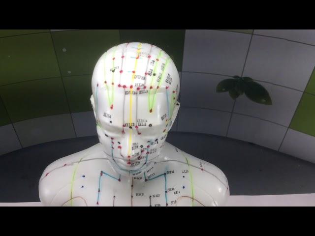 Male Acupuncture Model 50cm from Lierre.ca