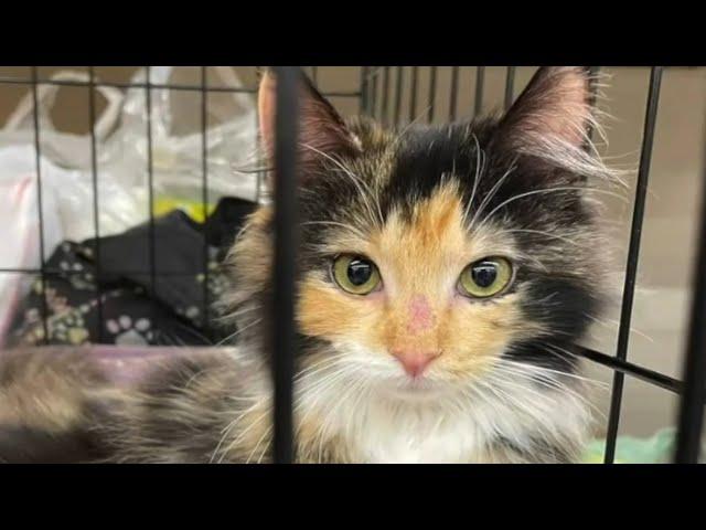 Quiet cat reveals her sweetest meow after adoption