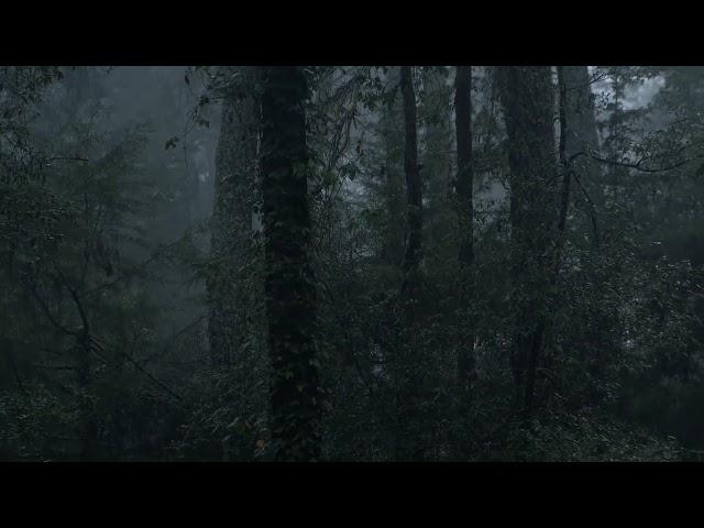 Heavy Rain and Thunder Sounds In Rain Forest  For Relaxing & Sleeping