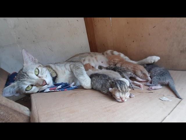 Six Newborn Kittens