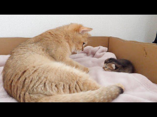 Mother cat notices that the kitten's eyes have opened...