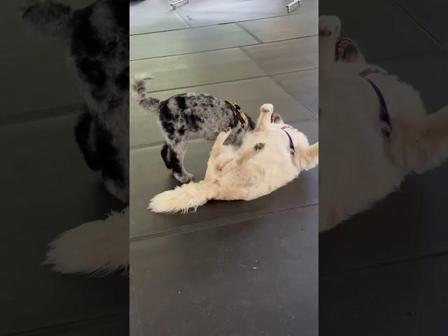 Aria playing with a friend #nostalgia #love #80smusic #keithandrewnetwork #dogs #dogshorts #doglife