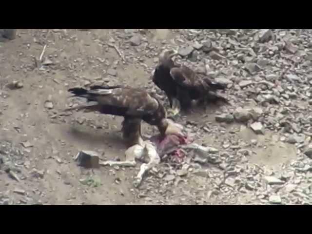 RHM Hunting Big Horn Lambs With Golden Eagles