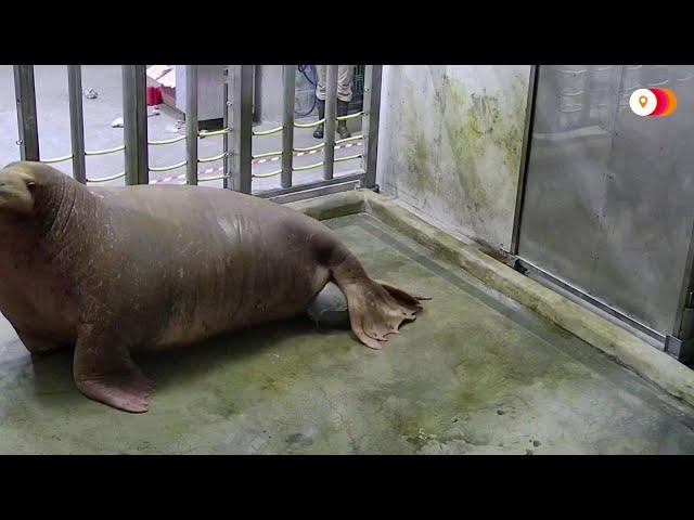 WARNING: GRAPHIC CONTENT - Birth of baby walrus captured on camera