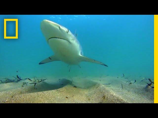 Why Fewer Blacktip Sharks Are Migrating to Florida | National Geographic