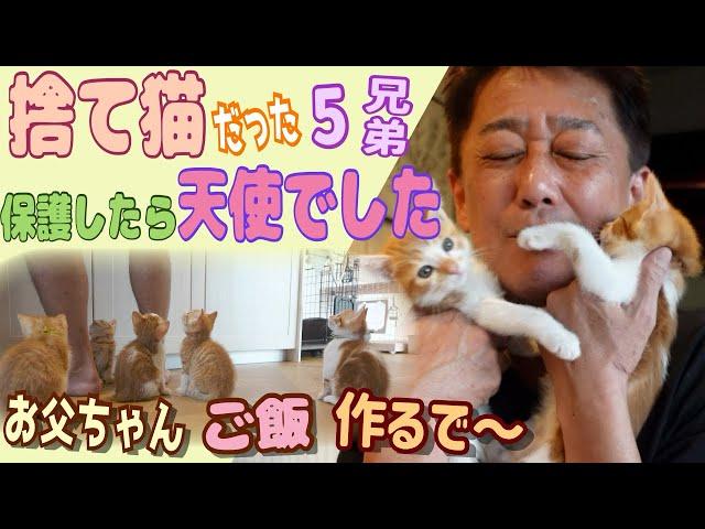 捨て猫を保護したら天使でした〜パパさん完全に5兄弟のとりこになる〜