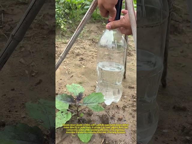 Bottle Drip Irrigation! Genius Upcycling for Crops