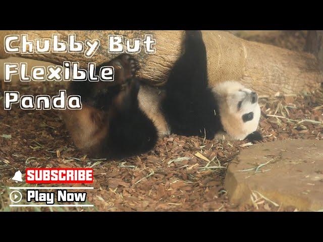 Panda Tries To Hide Its Embarrassment Of Being Stuck | iPanda