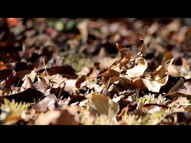Emotional musics (154) / Enya - Watermark, by Serkan Öz