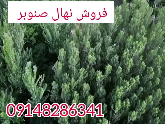 قیمت نهال صنوبر 09148286341